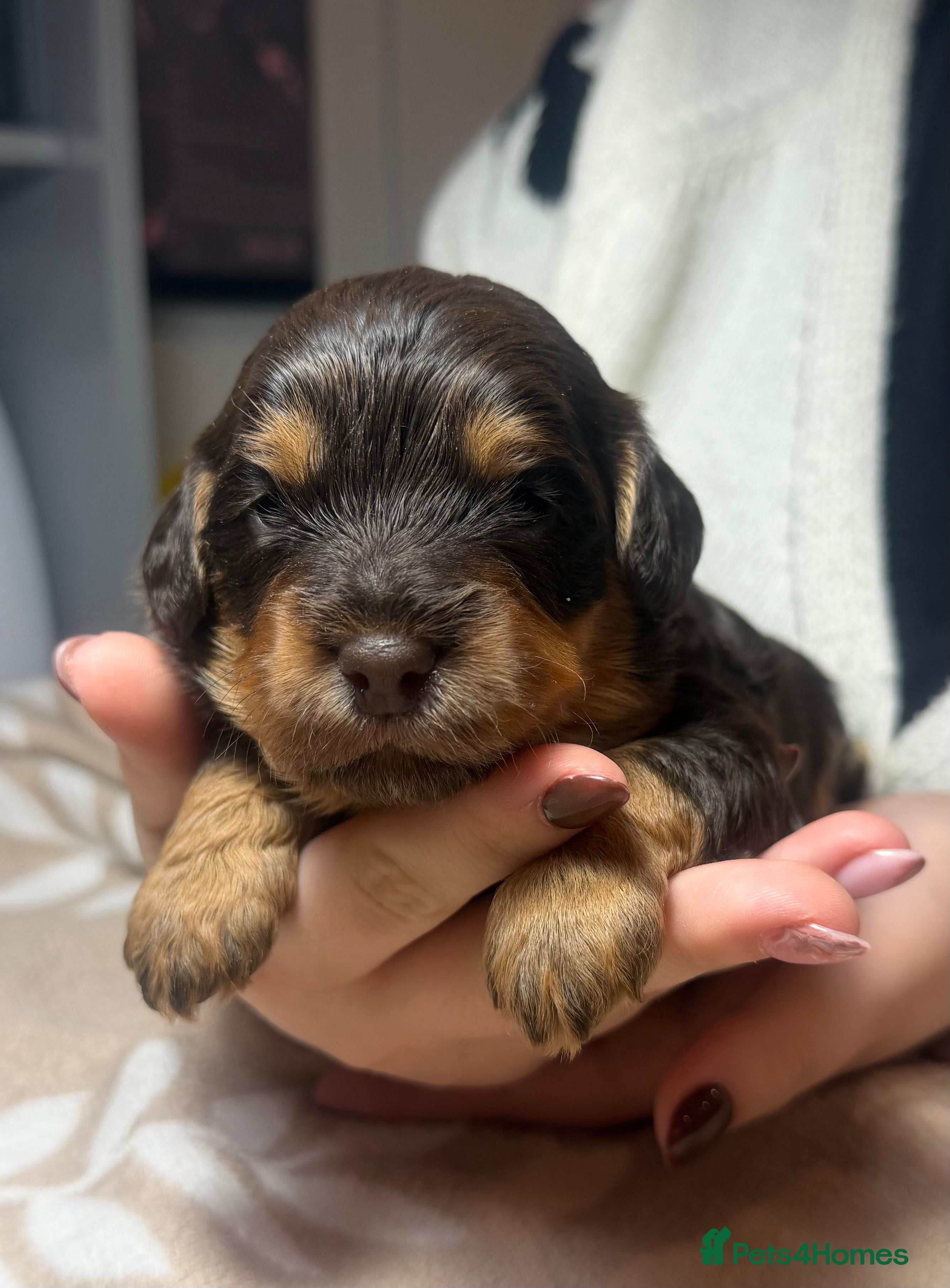 Cockapoo dogs Brown and tan cockapoos - Advert 8