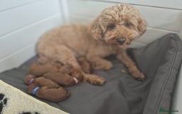 Cavapoo dogs for sale: *5 Star + Licenced Breeder Secure your place for - Image 4