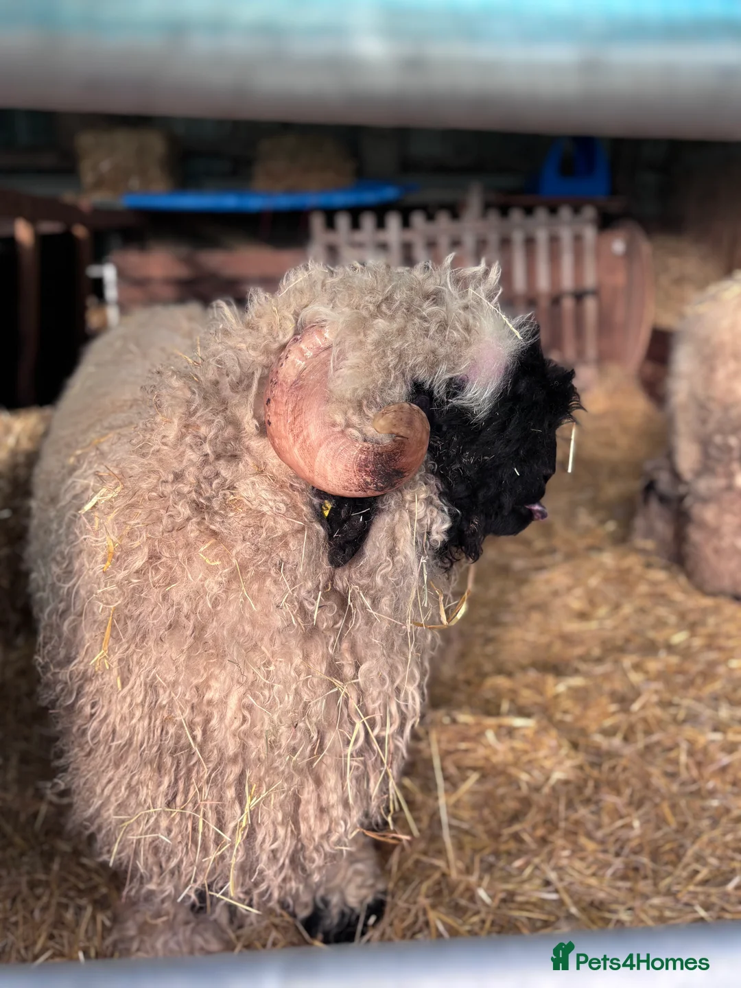 Sheep livestock for sale: Valais Blacknose available  - Advert 13