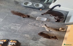 Mixed Breed cats for sale: 2 fluffy black girls  - Image 3