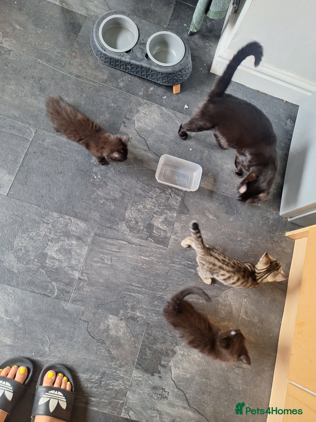 Mixed Breed cats for sale: 2 fluffy black girls  - Image 3
