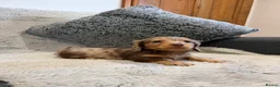 Dachshund dogs for sale: Long-haired miniature daschund pups for sale  - Advert 15