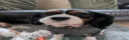 Cavalier King Charles Spaniel dogs for sale: KC Reg Cavalier King Charles Spaniel Male - Advert 6