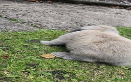 Mini Lion Lop rabbits for sale: Mini lop - Image 13