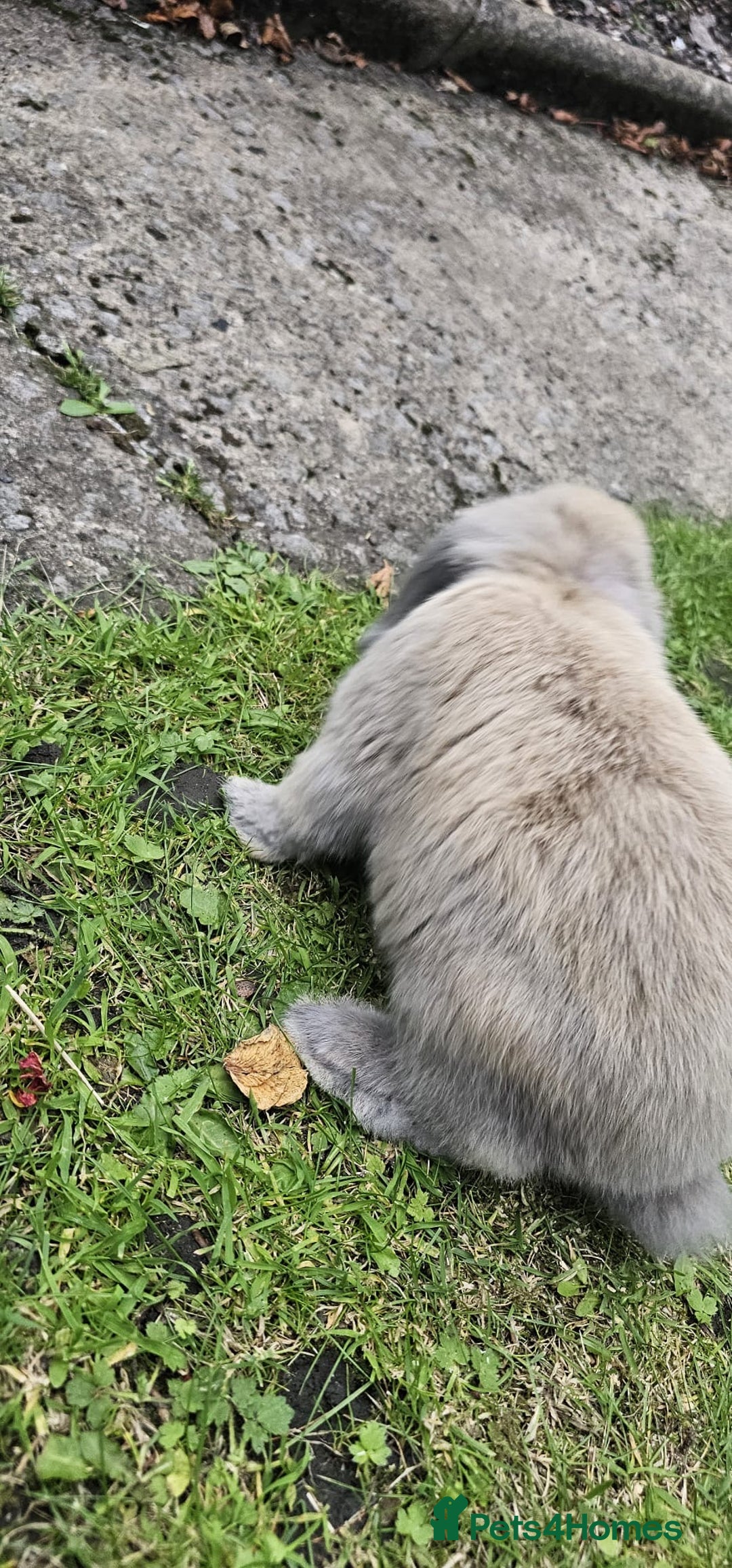 Mini Lion Lop rabbits for sale: Mini lop - Image 13