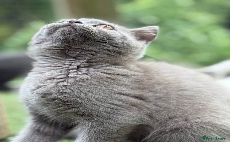 British Shorthair cats - Advert 7