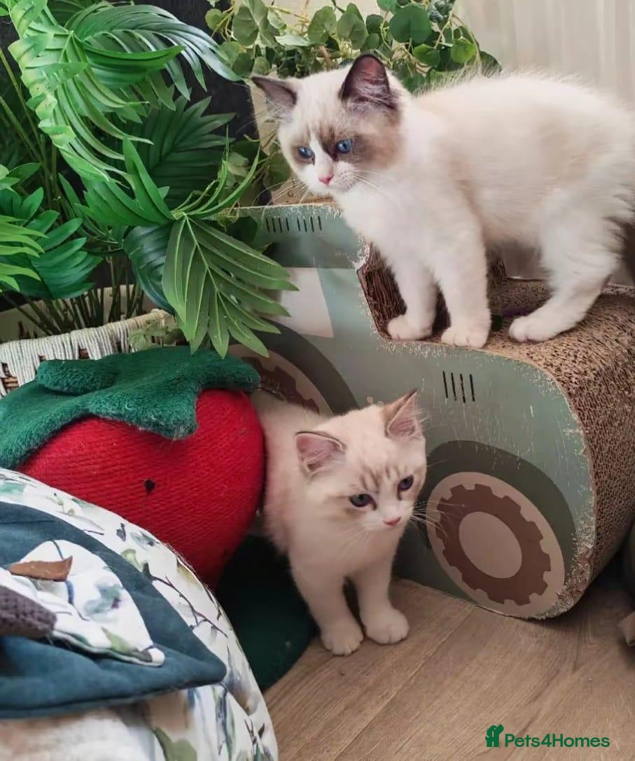 Ragdoll cats GCCF REGISTERED BEAUTIFUL RAGDOLLS KITTENS  - Advert 17