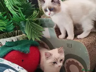 Ragdoll cats GCCF REGISTERED BEAUTIFUL RAGDOLLS KITTENS - Advert 17