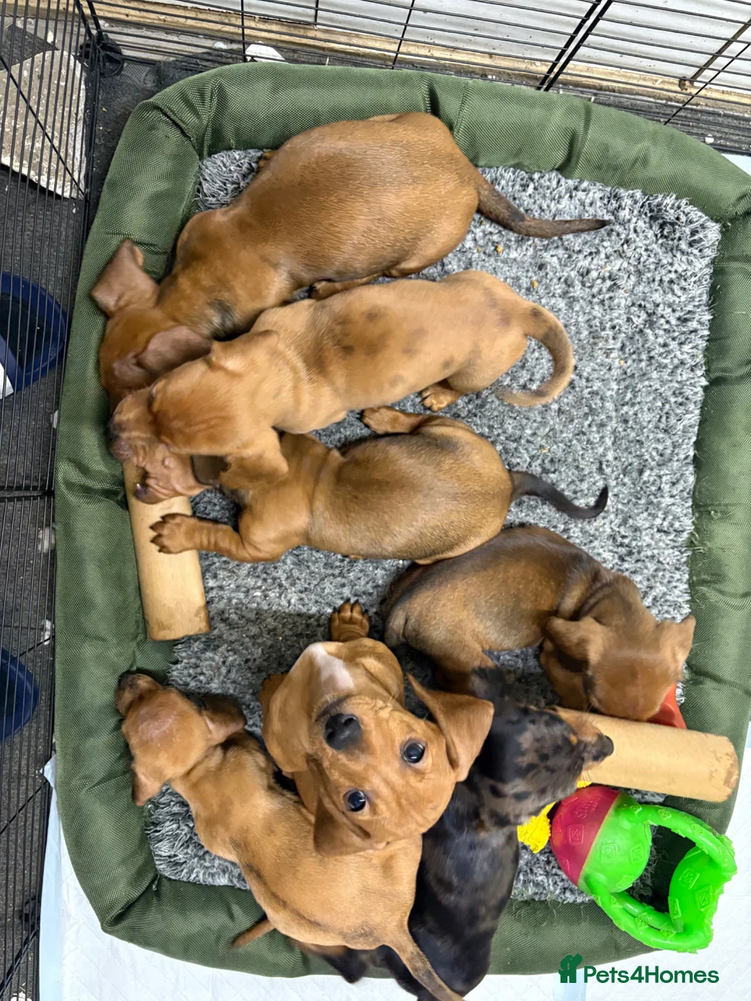 Dachshund dogs for sale: Ready Friday Dachshund puppies  - Advert 2