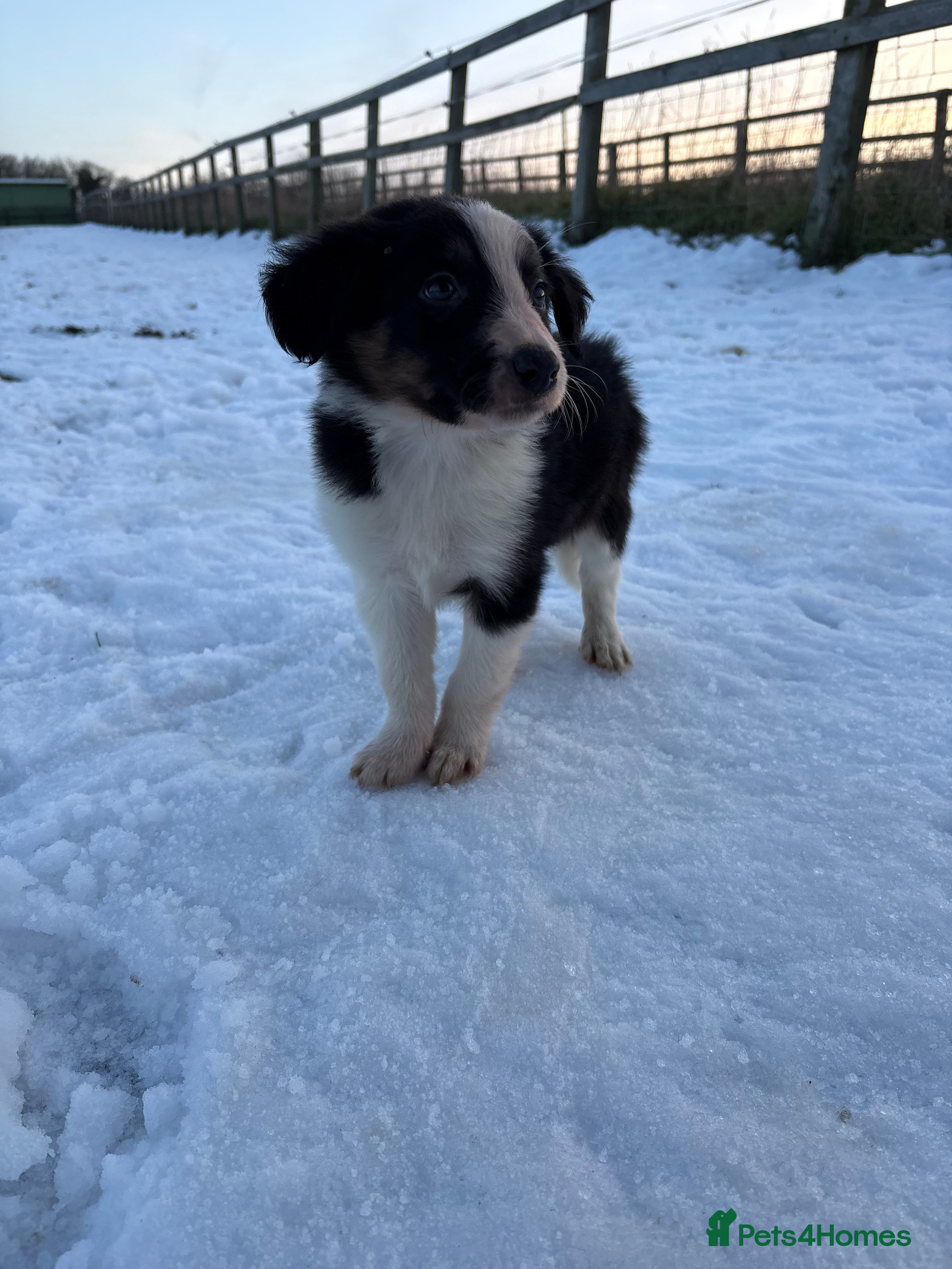 Border Collie dogs Ready to leave, health checked border collies  - Advert 2