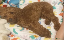 Cockapoo dogs for stud: Cockapoo Stud  - Image 4