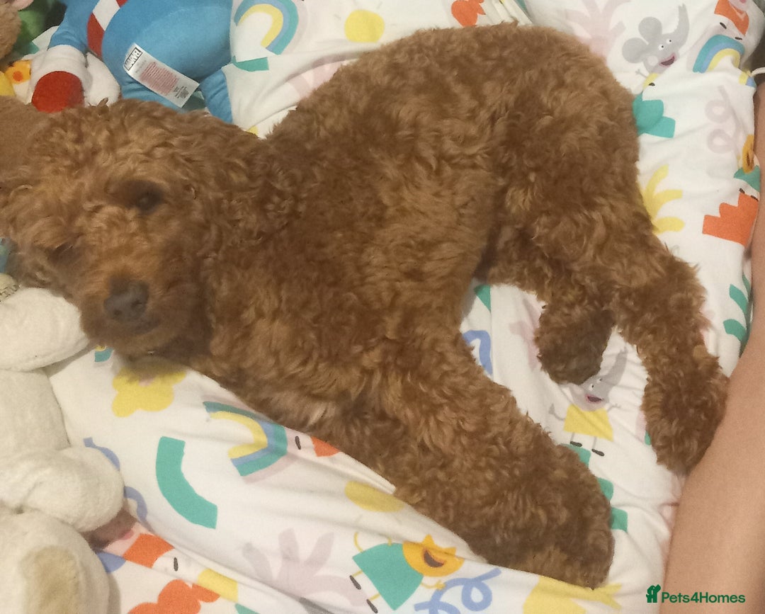 Cockapoo dogs for stud: Cockapoo Stud  - Image 4