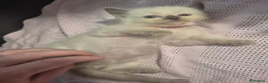 Ragdoll 2