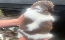 English Springer Spaniel dogs for sale: Kc registered English springer spaniel  - Image 10