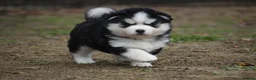 Pomsky dogs for sale: Genuine Celtic Star F3 Pomskies Available  - Advert 23