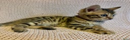 Bengal cats for sale: Bengal x Maine Coon Cross - Advert 7