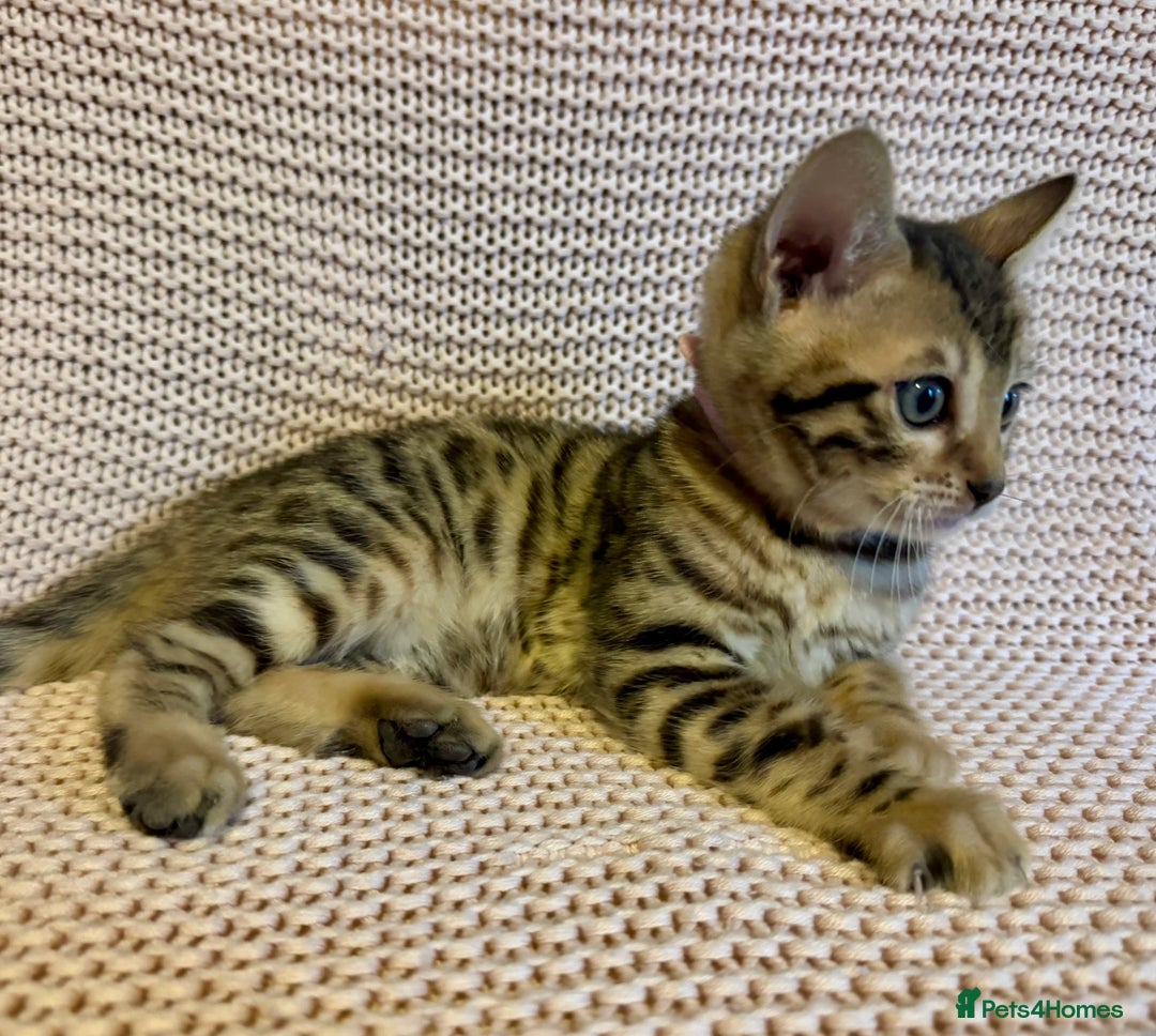 Bengal cats for sale: Bengal x Maine Coon Cross - Advert 7