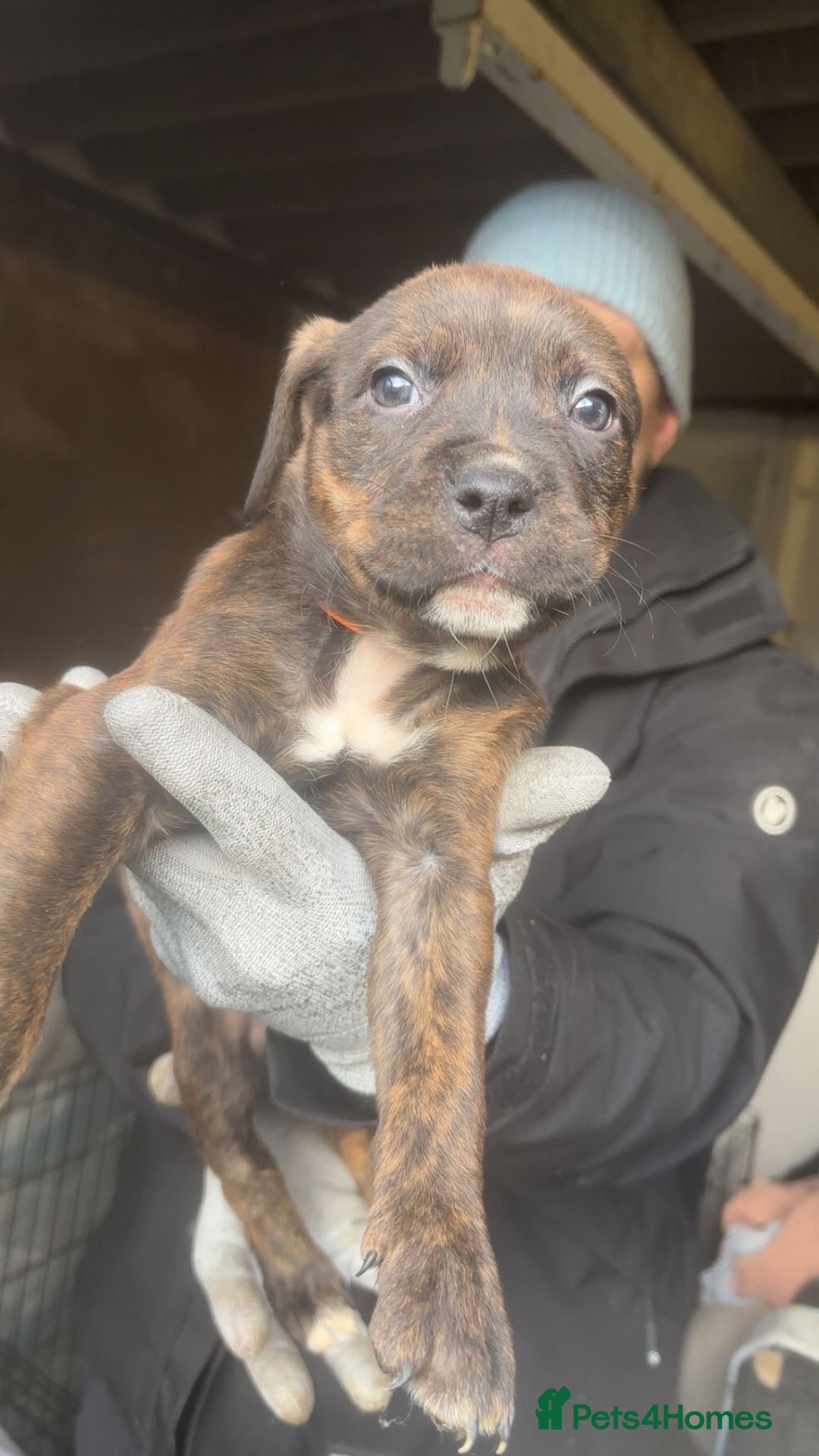 Mixed Breed dogs for sale: Rottiebulls exotic breed  - Advert 1