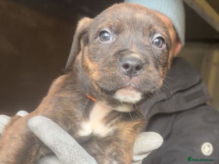 Mixed Breed dogs Rottiebulls exotic breed - Advert 10