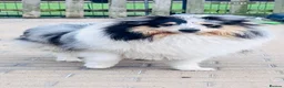Shetland Sheepdog dogs for stud: Two amazing Shetland sheepdogs available for stud  - Advert 7