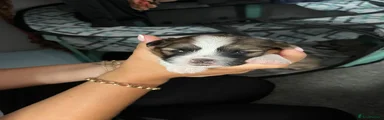 Shih Tzu 2