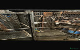 Parrots birds for sale: Ringneck Parrots & Amazon Green - Image 12