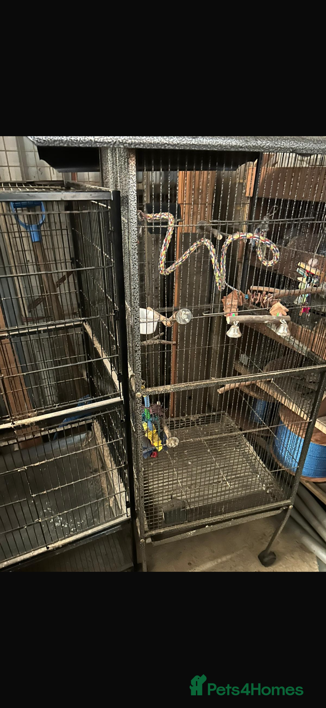 Parrots birds for sale: Ringneck Parrots & Amazon Green - Image 12