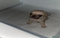 Pug dogs for sale: Pug Puppies  - Image 26