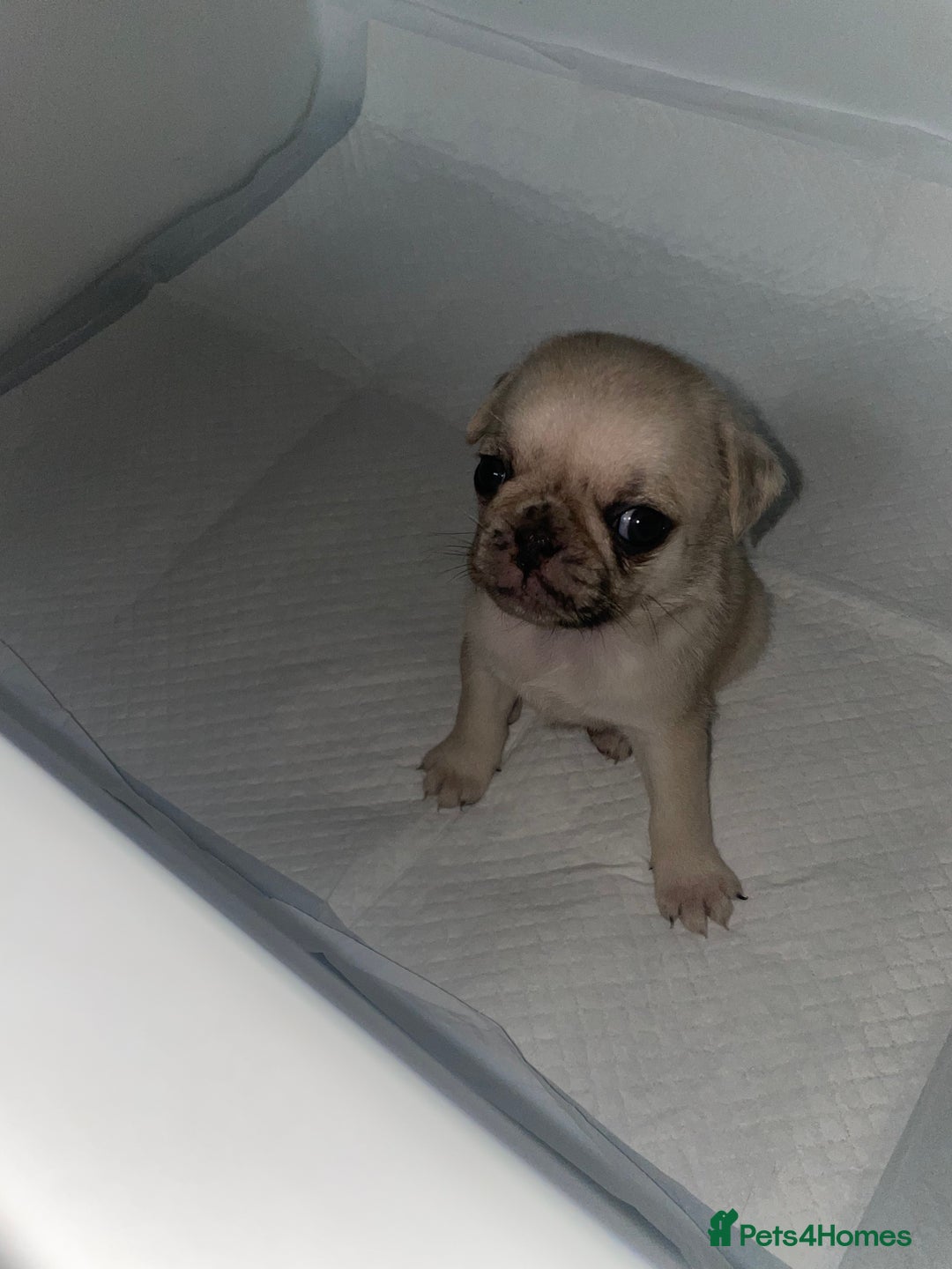 Pug dogs for sale: Pug Puppies  - Image 26