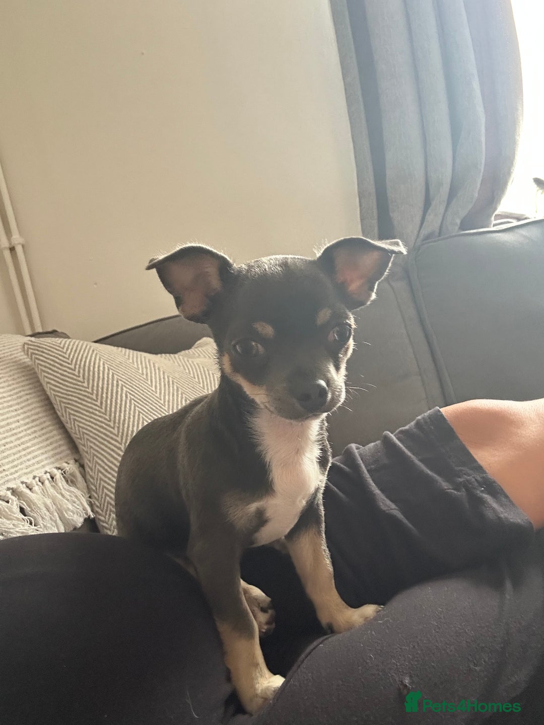 Chihuahua dogs for sale: Beautiful blue tri chihuahua girl - Image 2