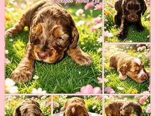 Cockapoo dogs DNA CLEAR,stunning cockapoos, ready 18th September - Advert 15
