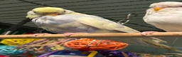 Budgerigars birds for sale: young  budgies available  Wa7  area   - Advert 16
