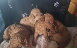 Toy Poodle dogs for sale: Tiny kc puppies,DNA&Genetic tested parents  - Image 25