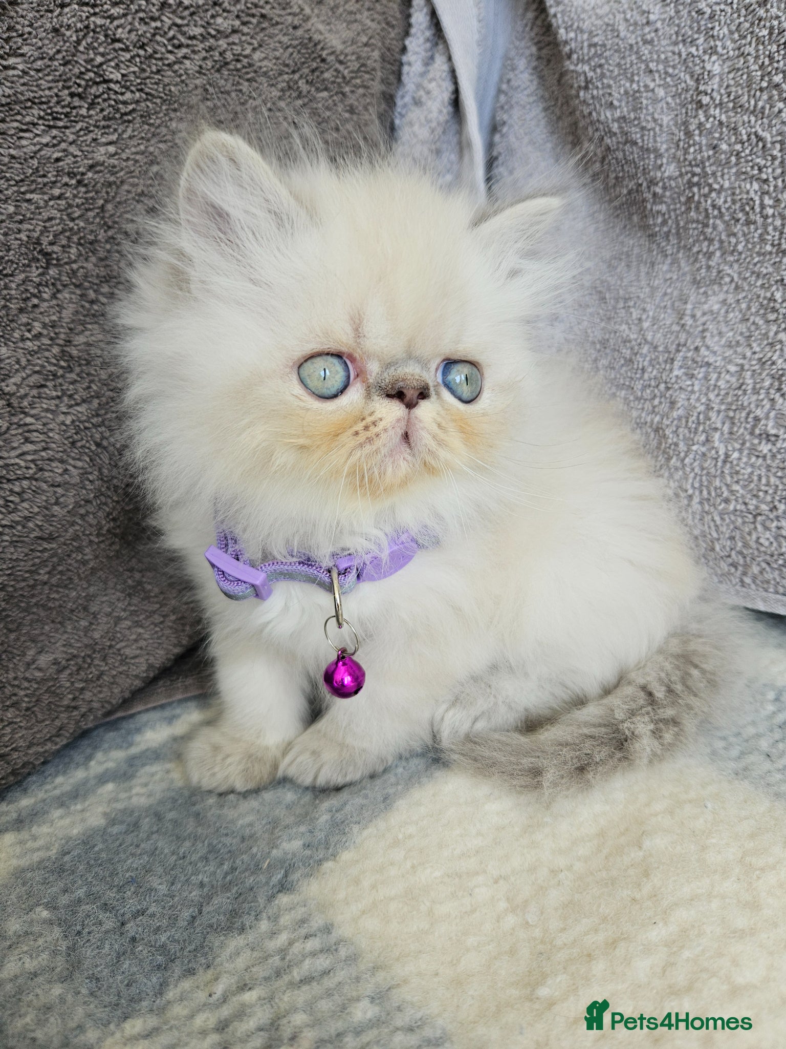 Persian cats for sale:  😻 Stunning Pedigree Persian Kittens😻 - Advert 12
