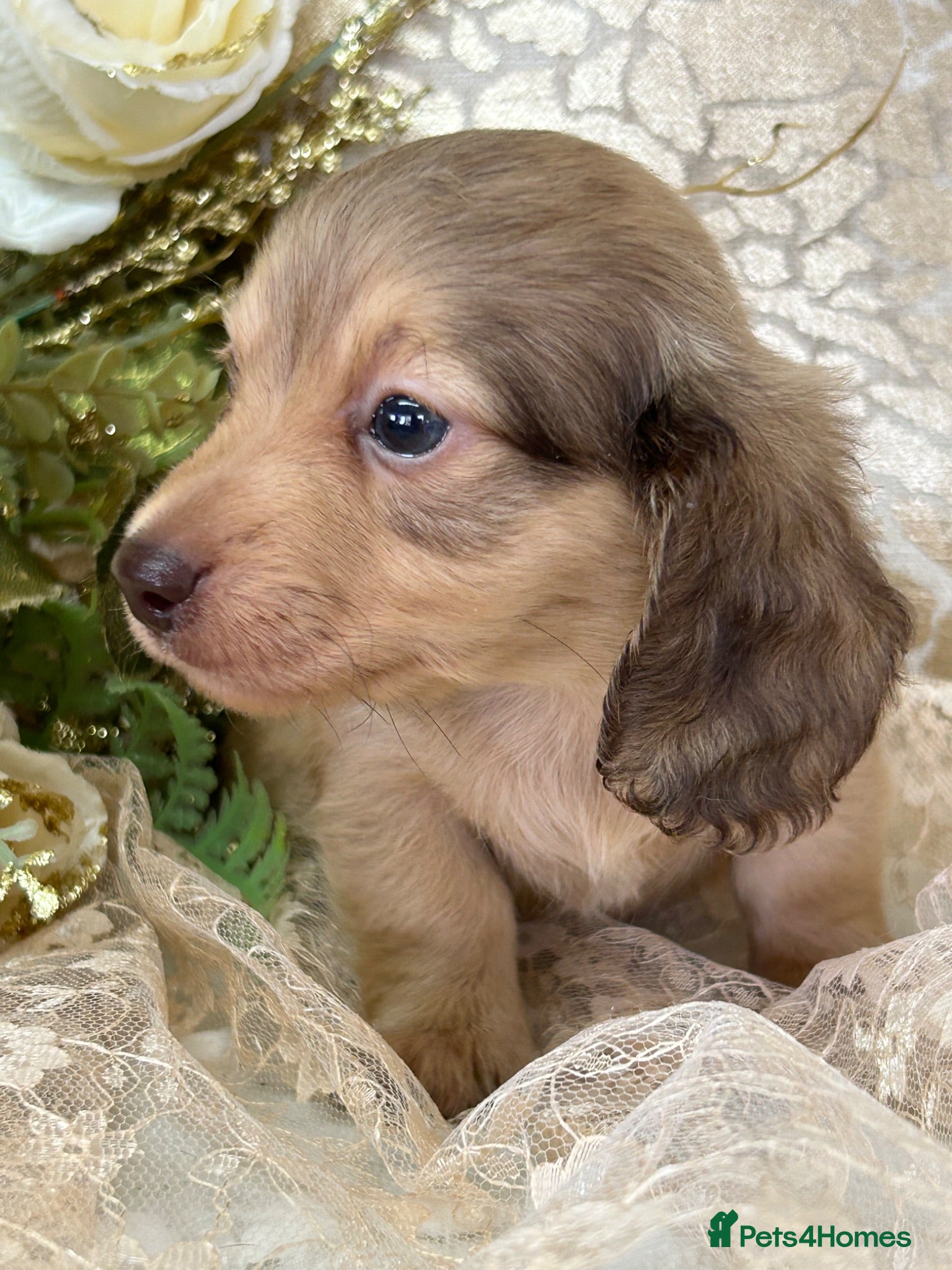 Miniature Dachshund dogs KC Long Coat Miniature Dachshund Puppies - Advert 2