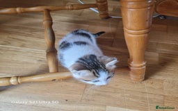 Mixed Breed cats for sale: 5 Cute Kittens For Sale!!! - Image 10