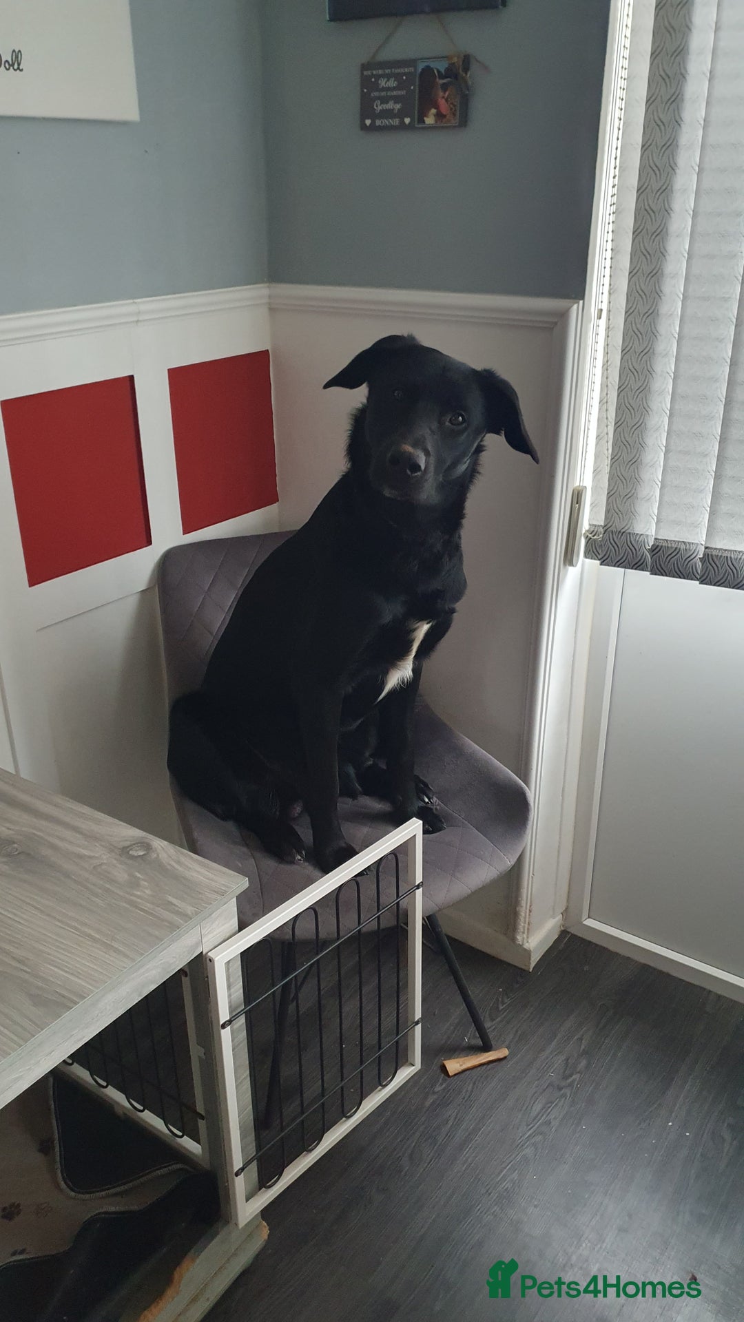 Borador dogs for sale: Lovely 2 year old lab/collie for sale - Advert 10
