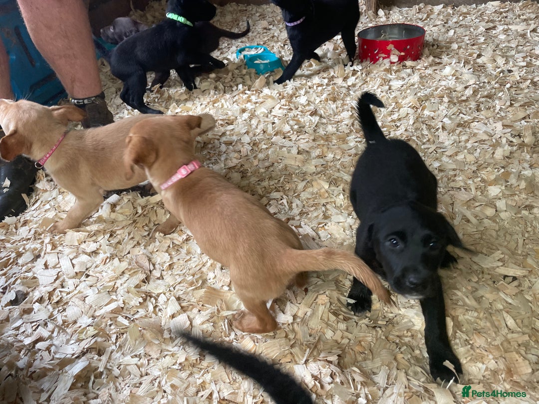 Mixed Breed dogs for sale:  8 Kelpie x labrador Puppies for sale  - Image 25