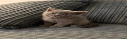 British Shorthair cats for sale: British Shorthair !!  - Advert 5