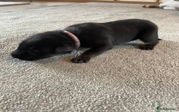 Mixed Breed dogs for sale: Belgium shepherd cross Rottweiler Labrador  - Image 10