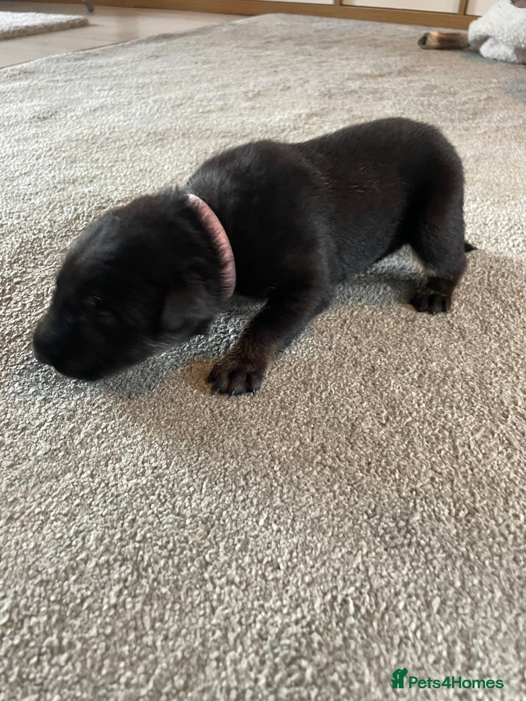 Mixed Breed dogs for sale: Belgium shepherd cross Rottweiler Labrador  - Image 10