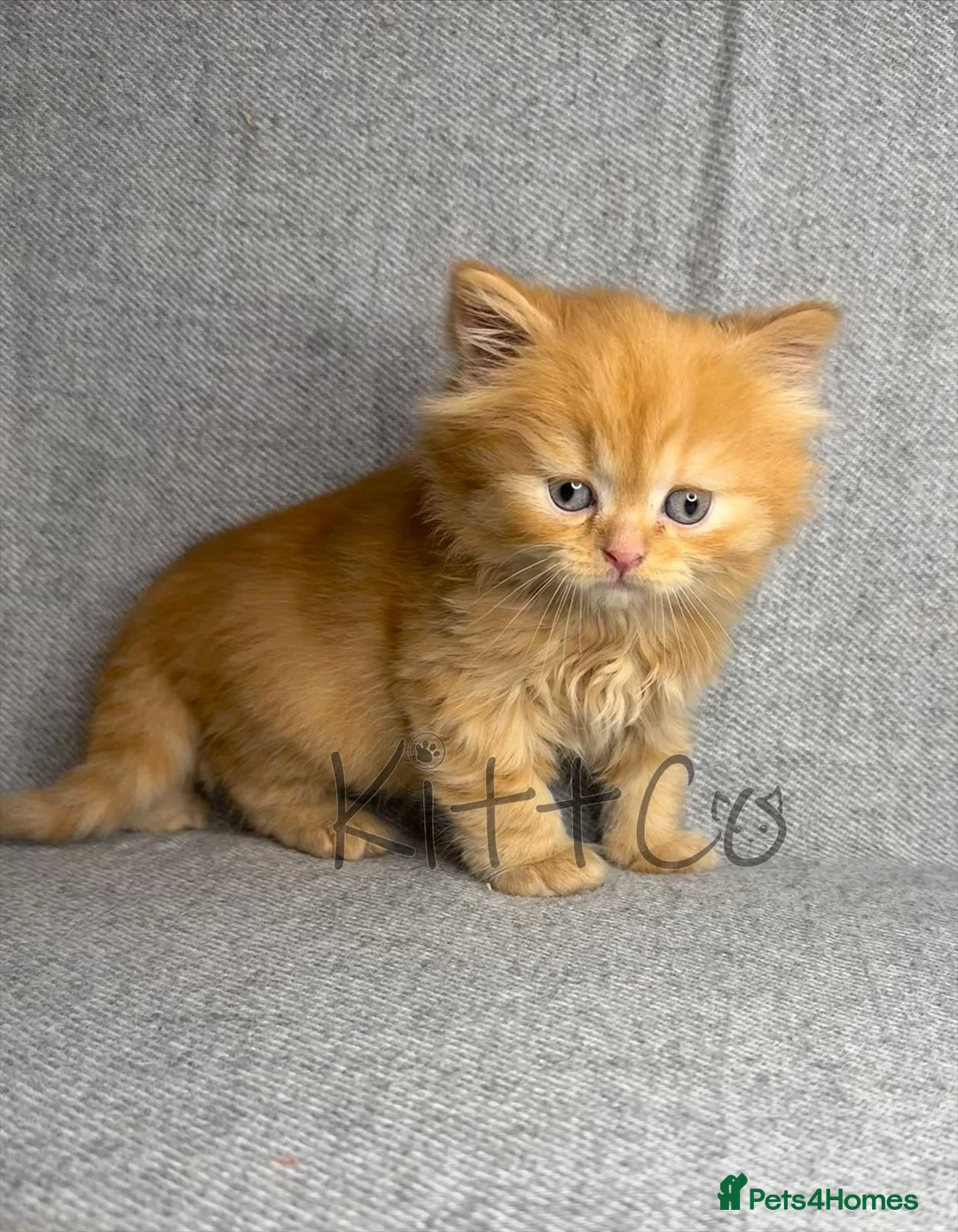 British Shorthair cats for sale: Unique Pedigree Kittens - Advert 7