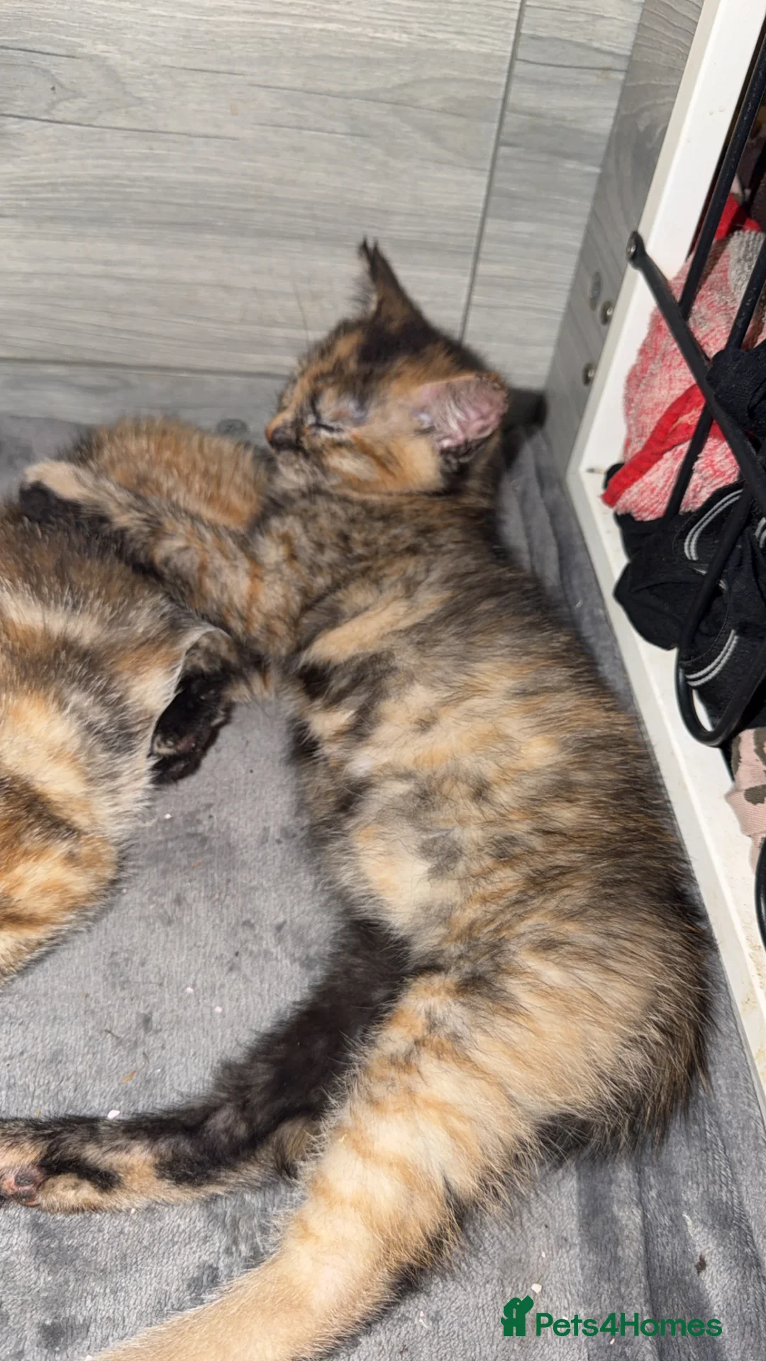 Mixed Breed cats for sale: Kittens  - Advert 2
