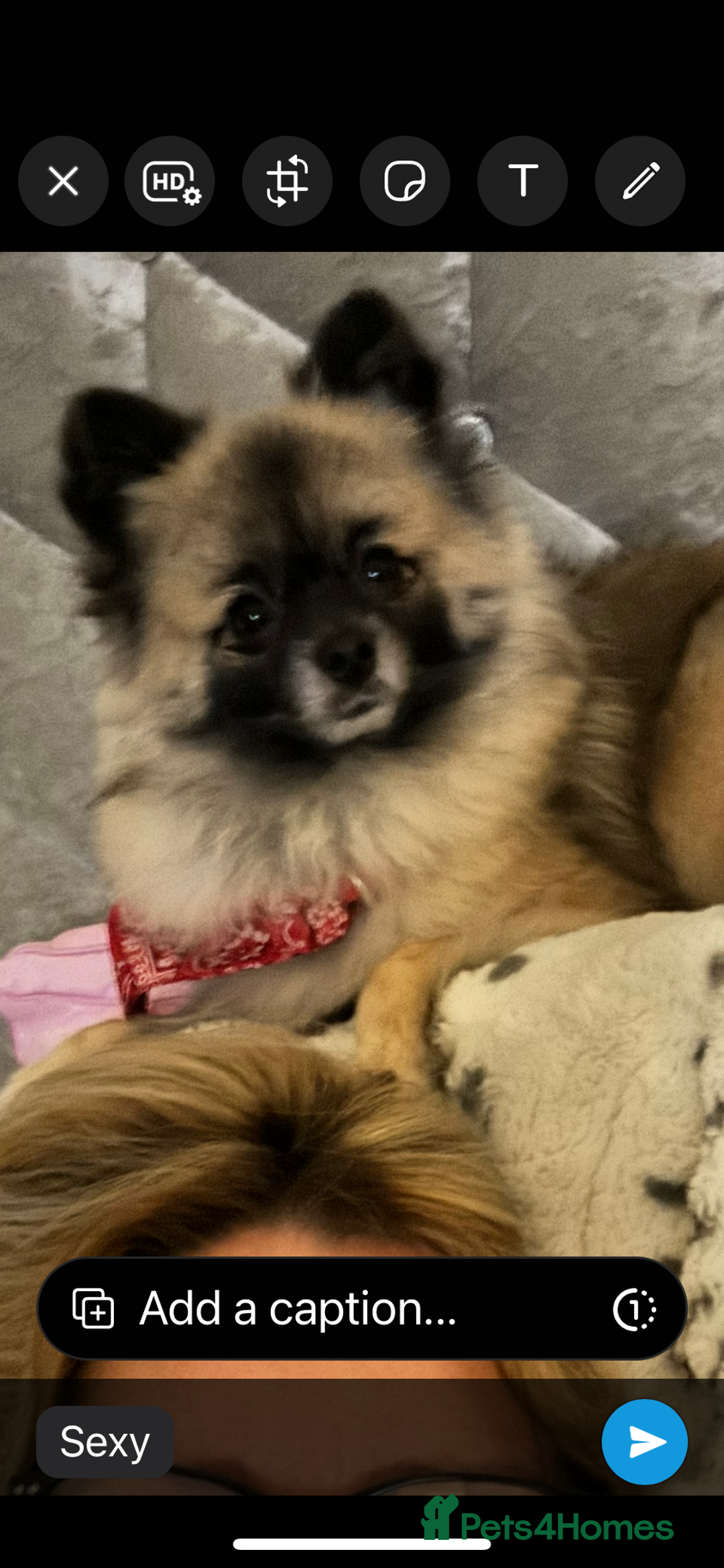 Pomeranian dogs for stud: 2kg, KC Registered, Proven, Pomeranian  in Cardiff - Advert 23