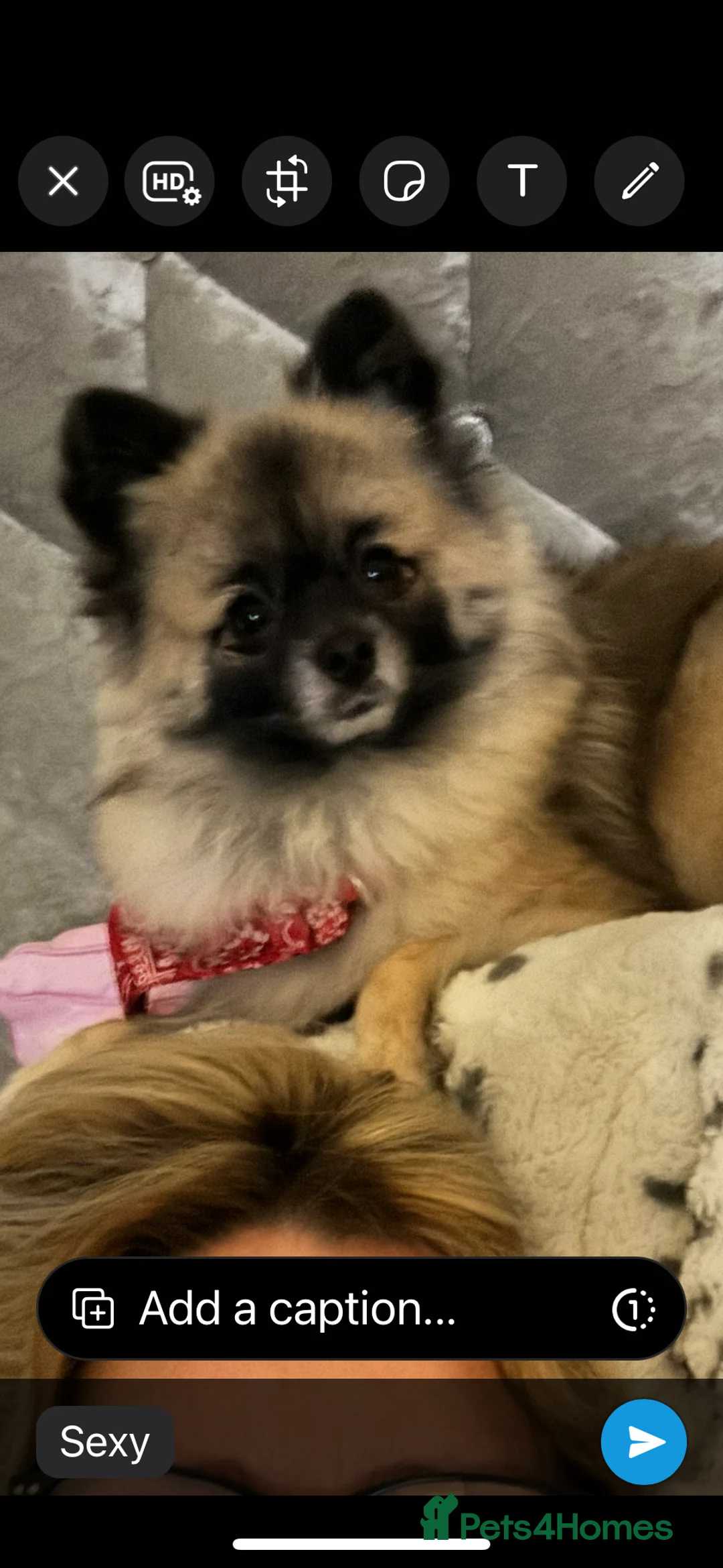 Pomeranian dogs for stud: 2kg, KC Registered, Proven, Pomeranian  in Cardiff - Advert 23