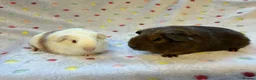 Guinea Pig rodents for sale: Beautiful baby boars - Advert 1