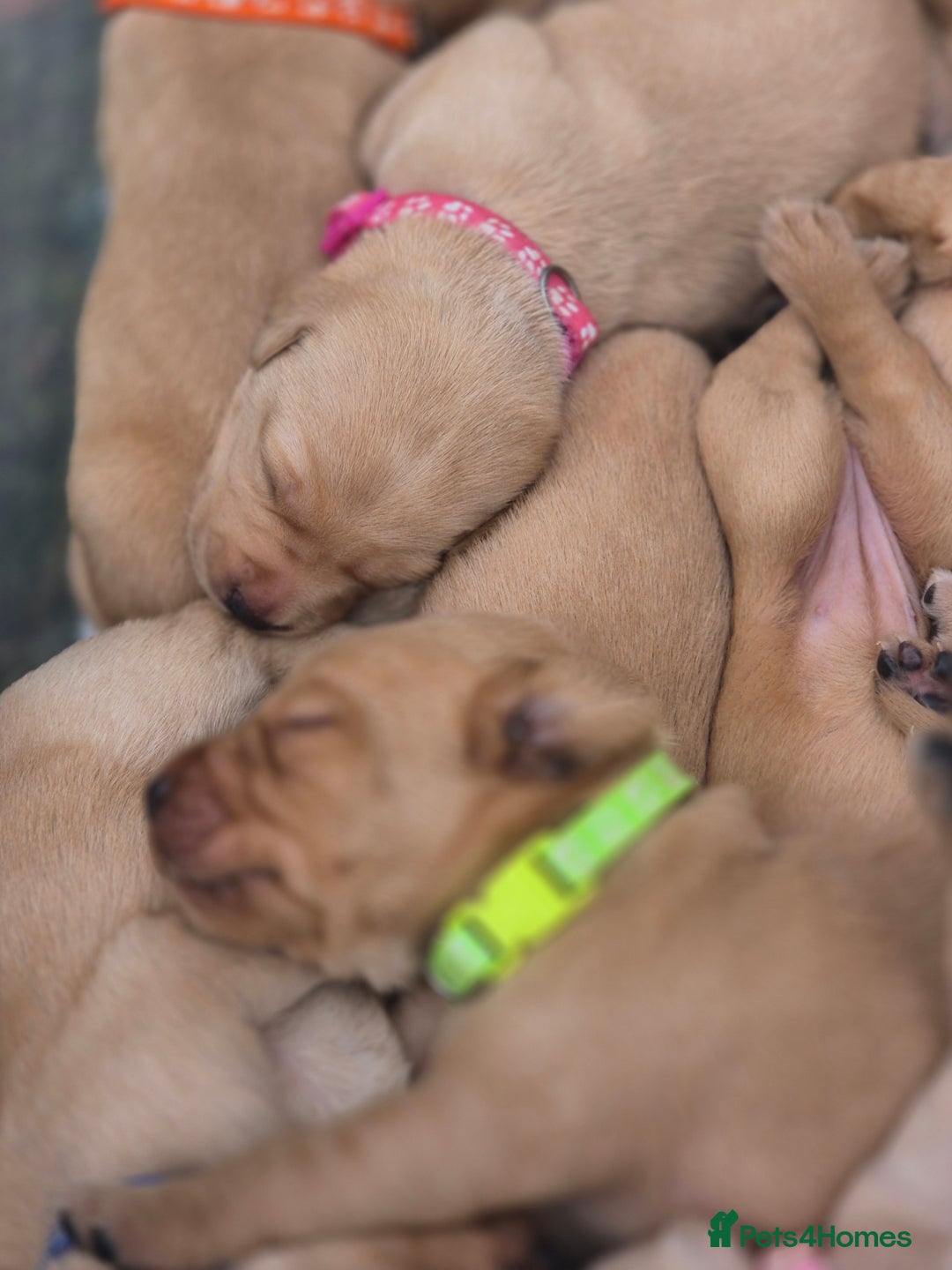 Labrador Retriever dogs for sale: Fox Red Labrador Puppies  - Image 3