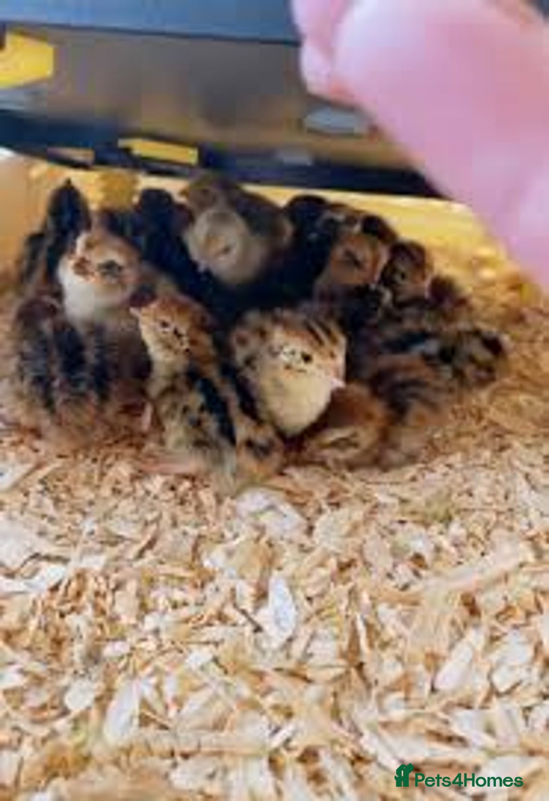 Mixed Breed birds for sale: Quails  - Image 7