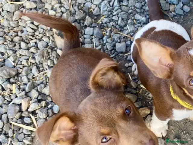 Jack Russell dogs for sale: Mini Jack Russel Terriers - Advert 2