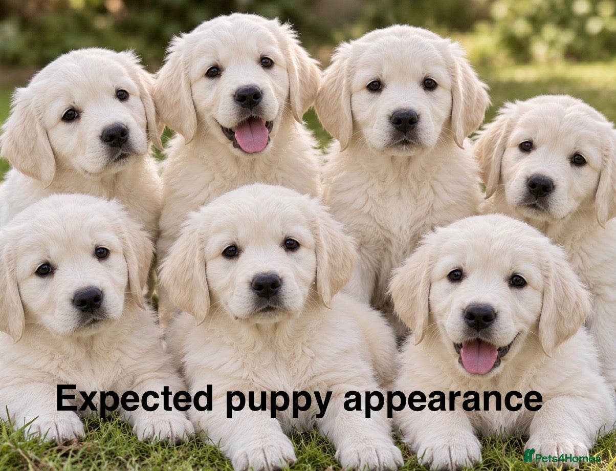 Golden Retriever dogs KC Champion line puppies from DNA tested parents  - Advert 1
